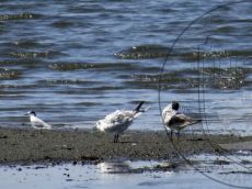 Крачки-малая-и-чайконосая
